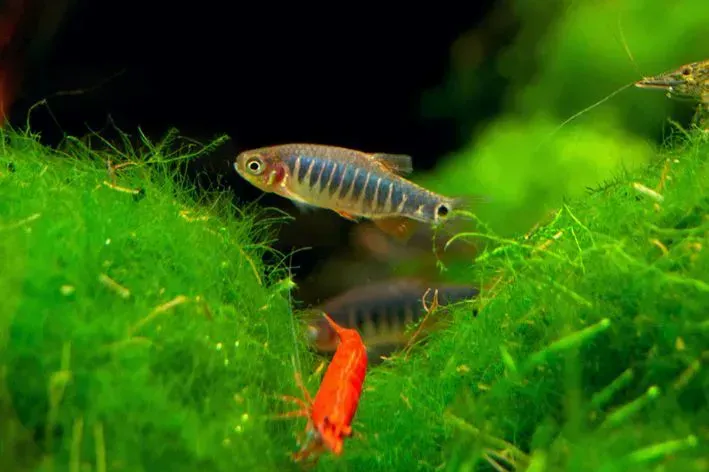 Imagem do Danio Esmeralda
